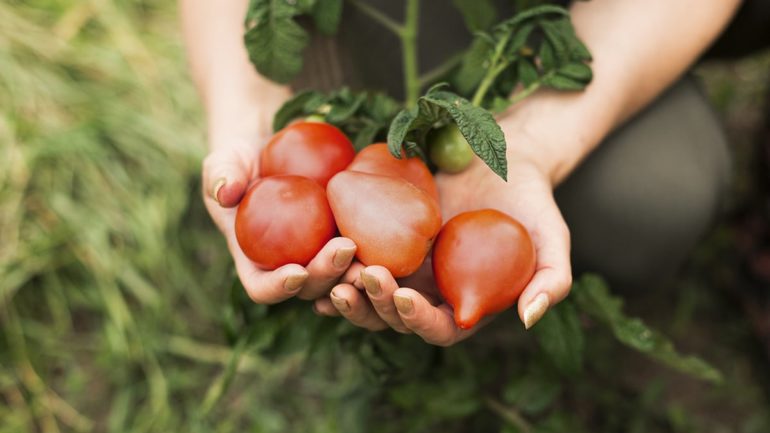 Cultiver les tomates en permaculture