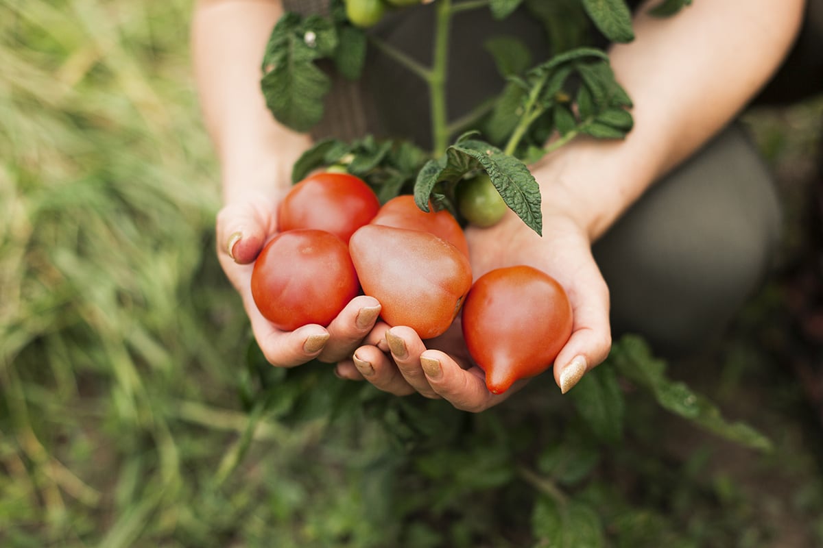 Cultiver les tomates en permaculture