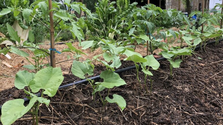 Les buttes de permaculture