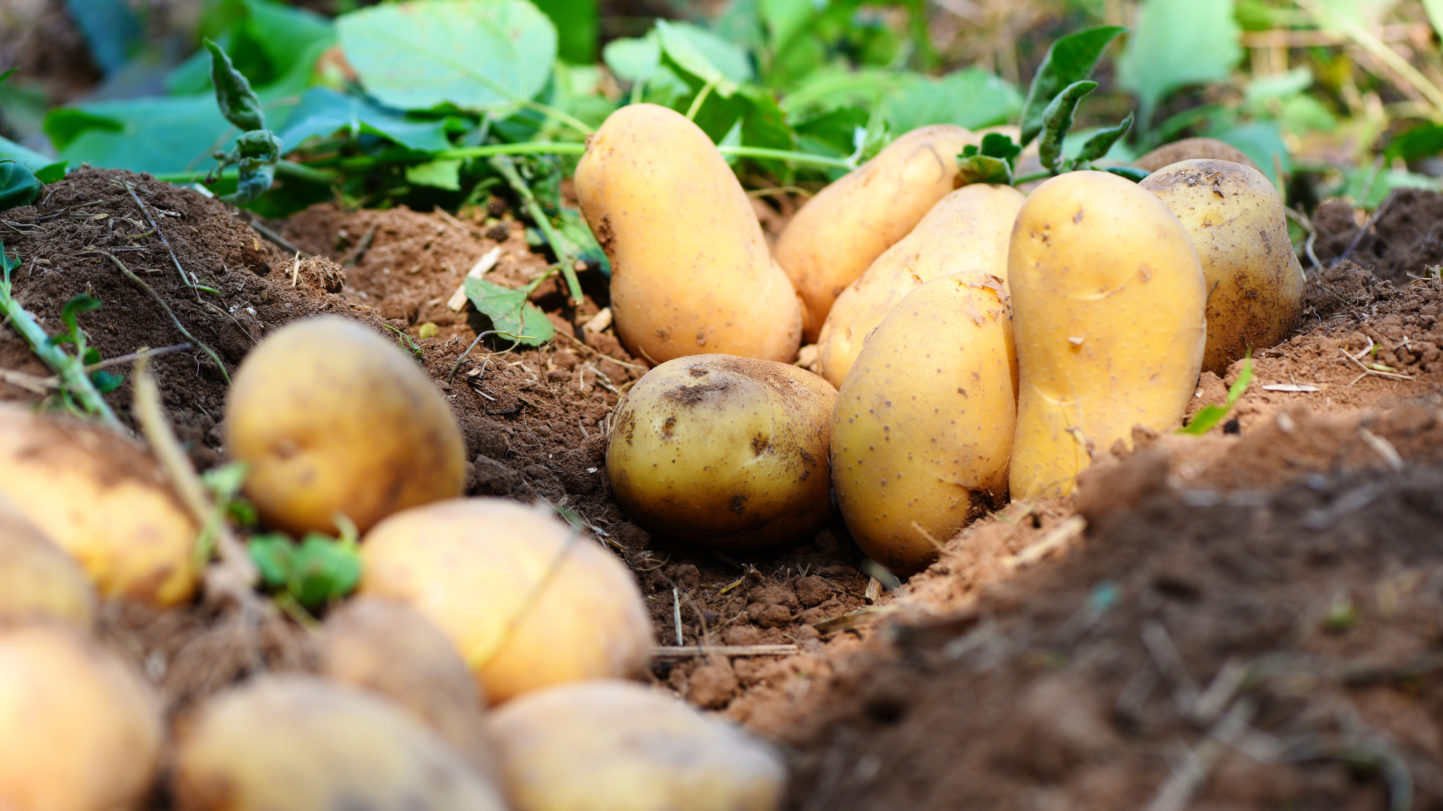 Bien conserver ses pommes de terre