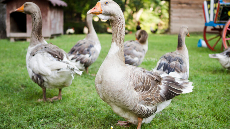 L’Intégration des animaux en permaculture