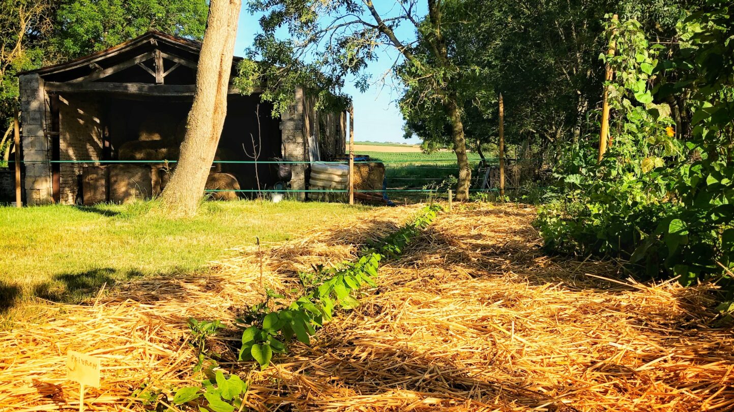 Le paillage en permaculture